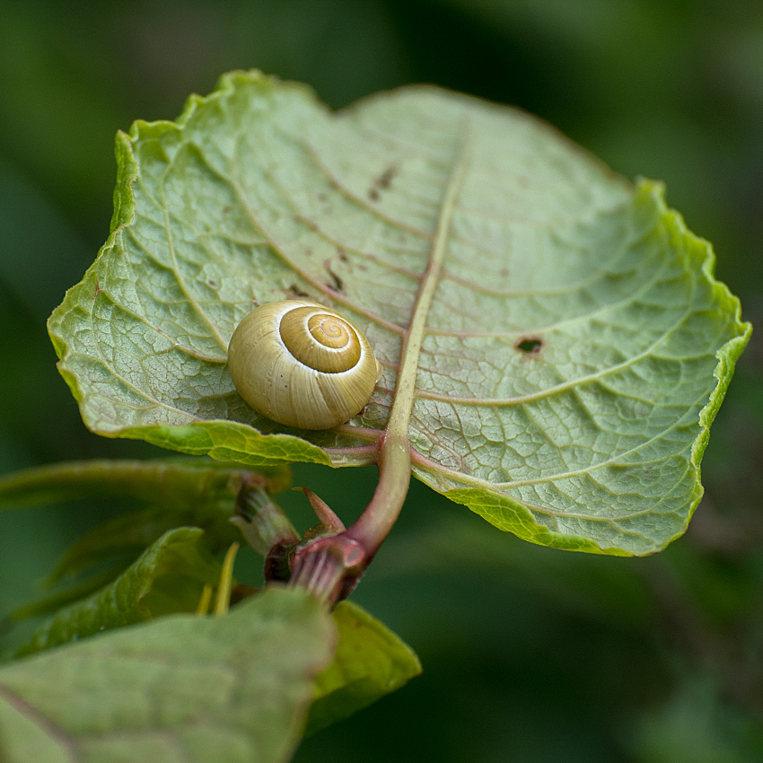 Normandie 05 - 2016_KA79025-1 Kopie.jpg - Und die Schnecke zeigte mir ihr wunderschönes Häuschen mit Vorgarten